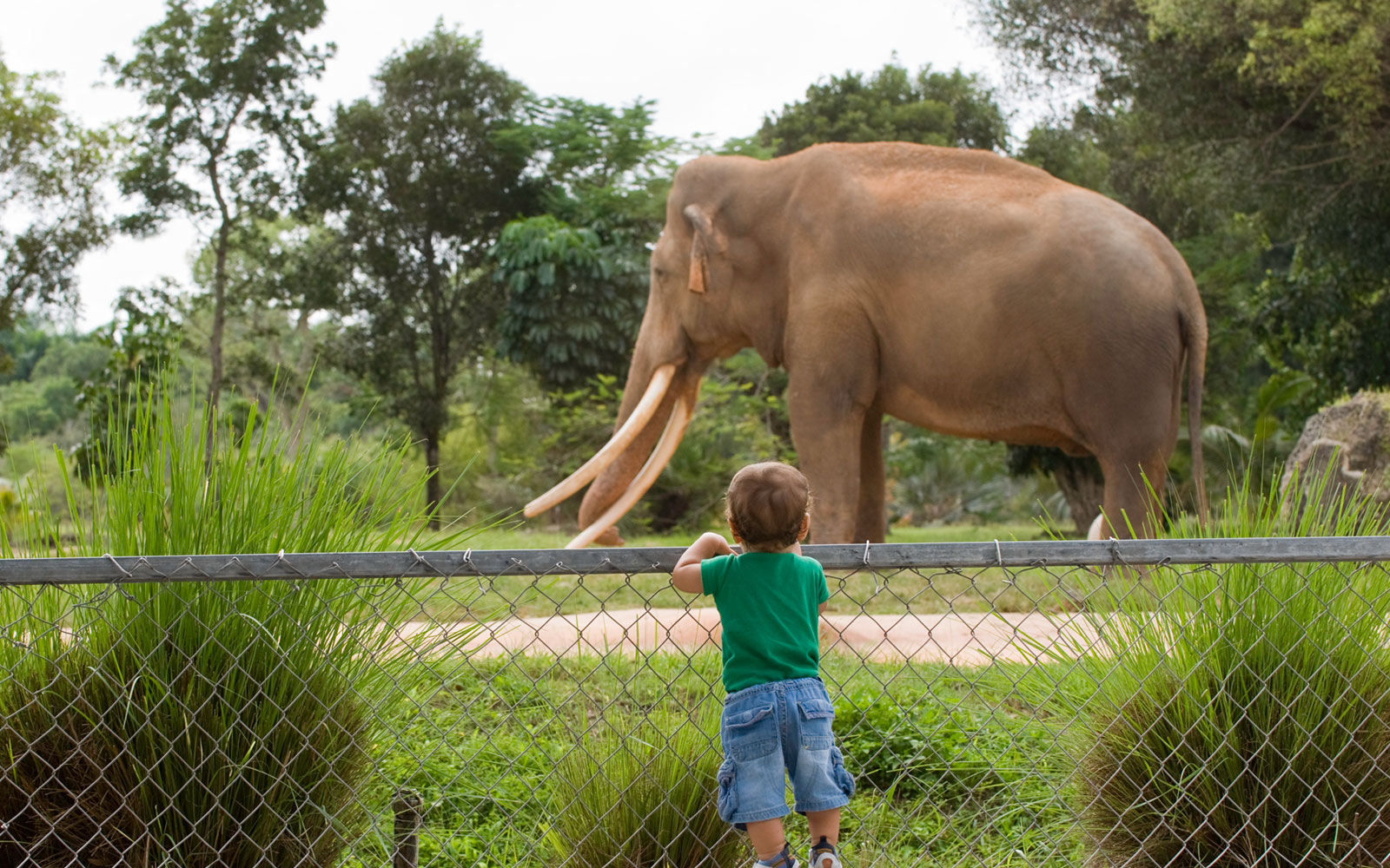 San Diego Zoo Exotic Animals and Interactive Experiences