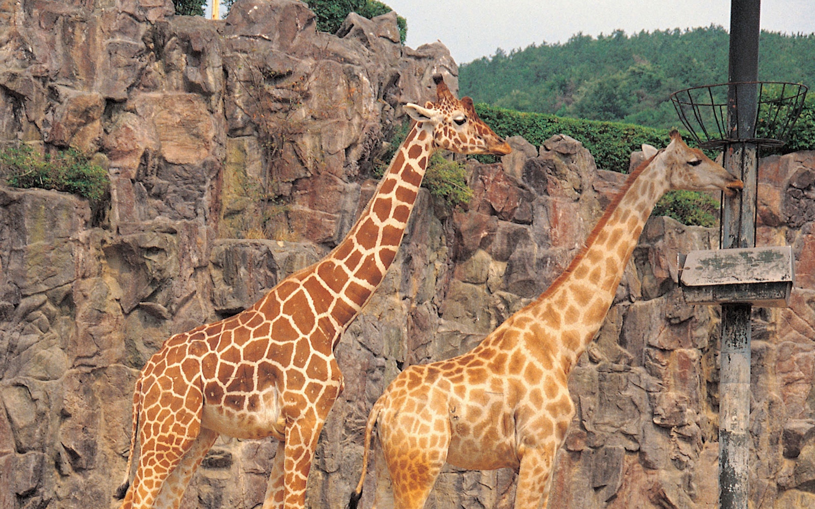 San Diego Zoo Hotel Package Best Western Plus Bayside Inn